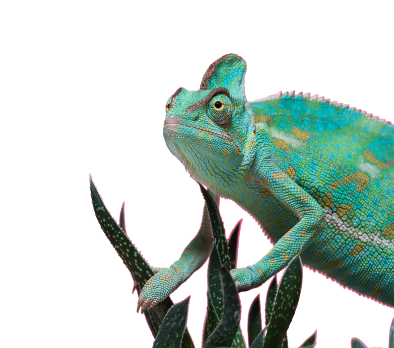 Red Cactus - Comunicazione Pungente